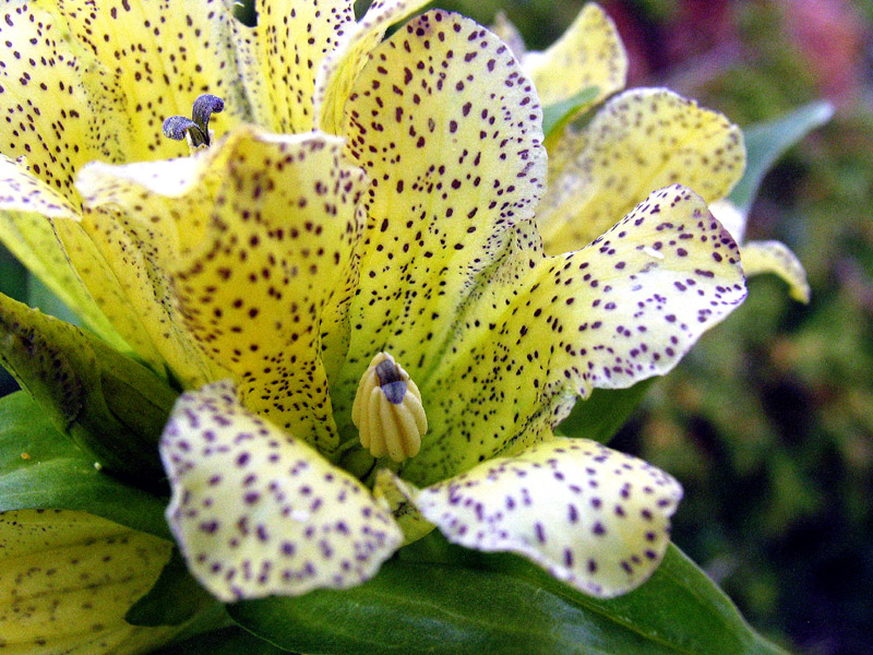 Gentiana punctata L.